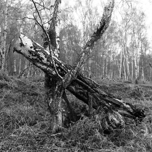 fallen trees III