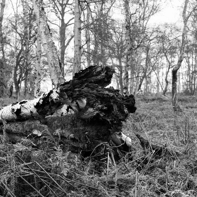 fallen tree I