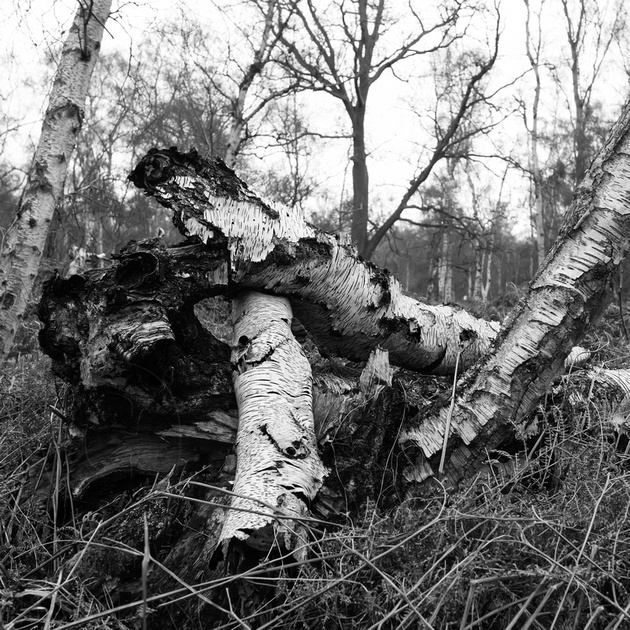 fallen trees II