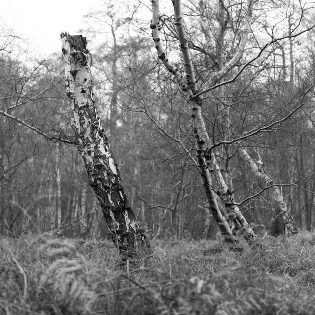 fallen trees IV